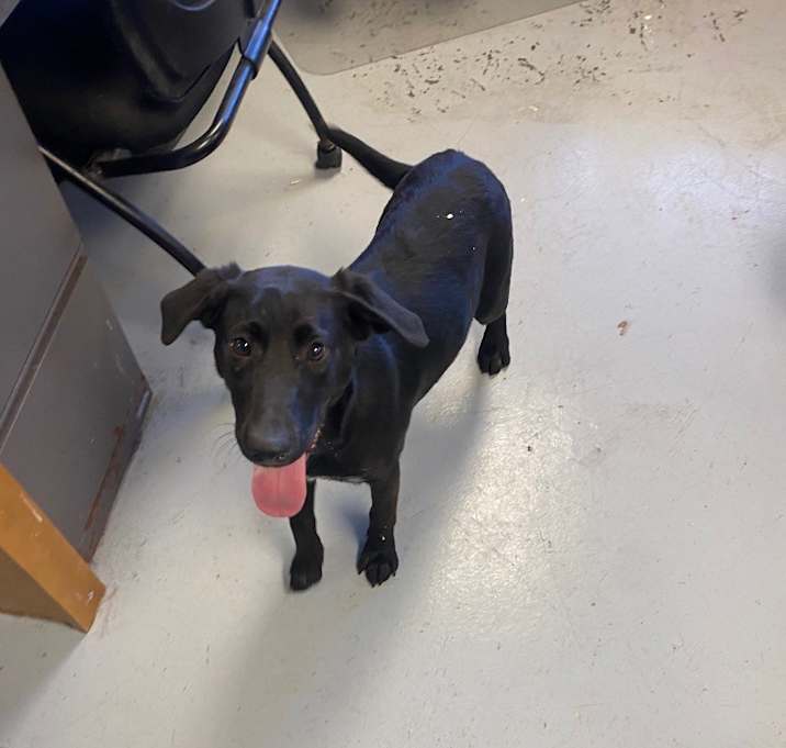 Photo of Roxie