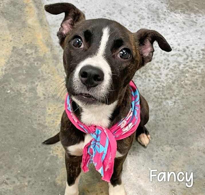 Photo of Fancy