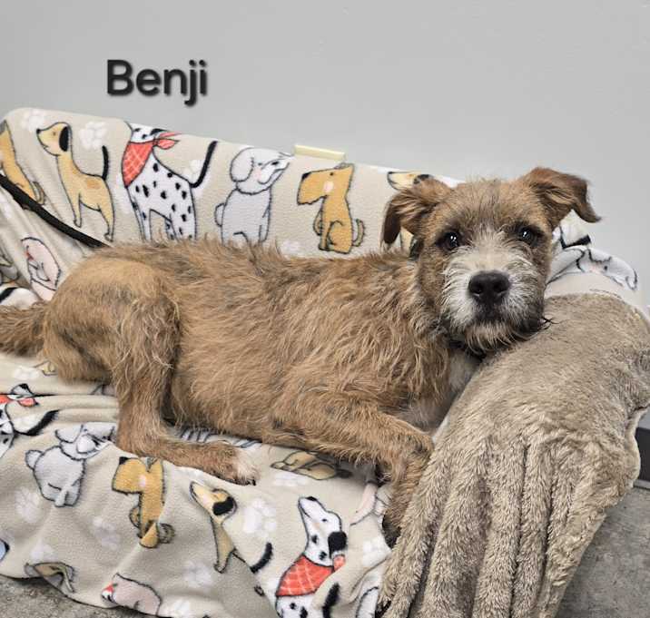 Photo of Benji
