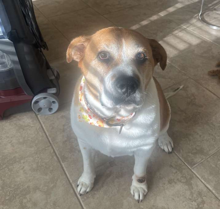 Photo of Cocoa