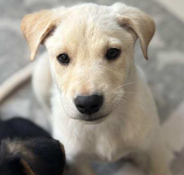 Photo of Toby