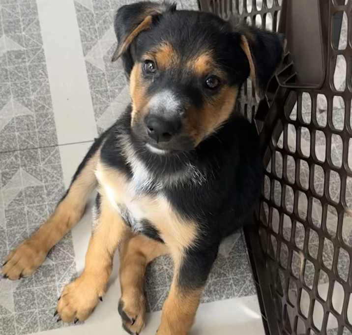 Photo of Tucker