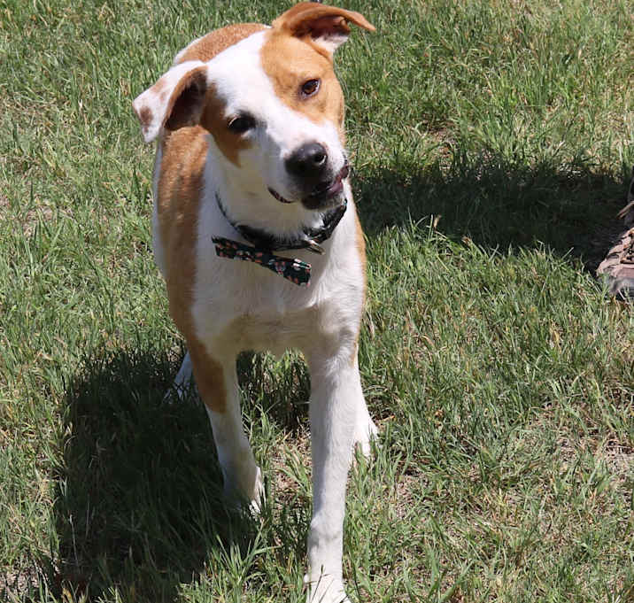 Photo of Milo