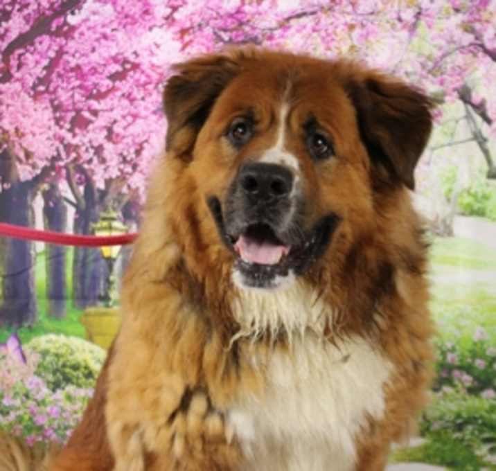 Photo of Bruno