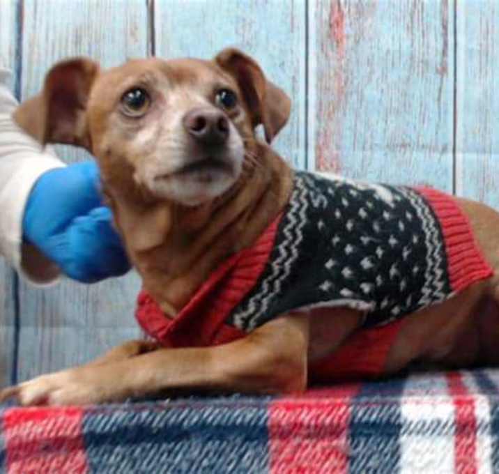 Photo of BROWNIE & CHARLIE