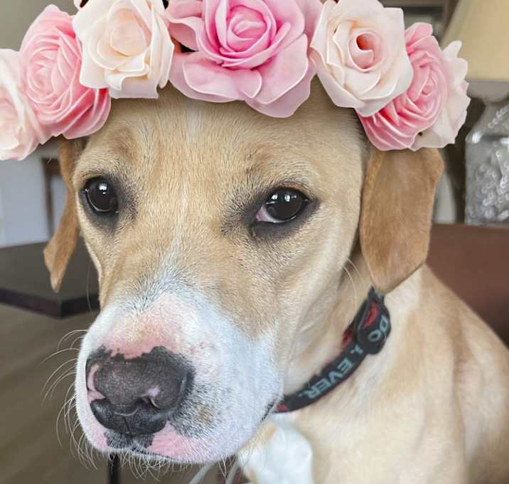 Photo of Poppy