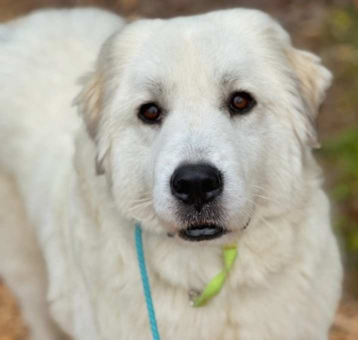Photo of Tallulah