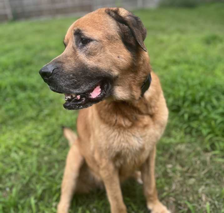 Photo of Chewie
