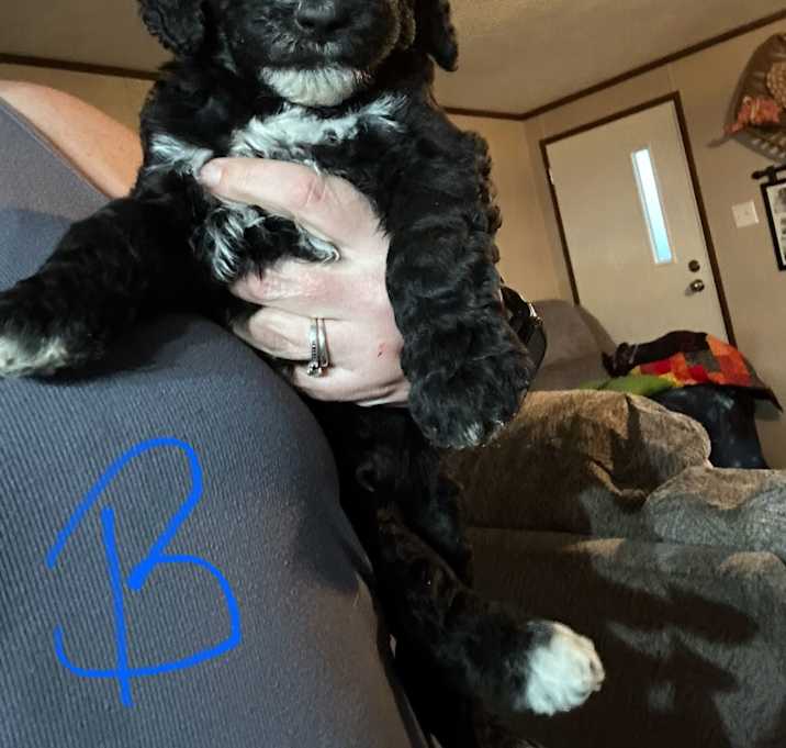 Photo of Puppies