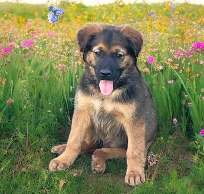 Photo of Gottie