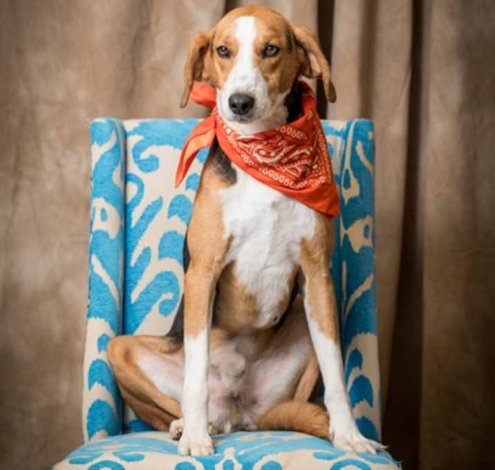Photo of Buck