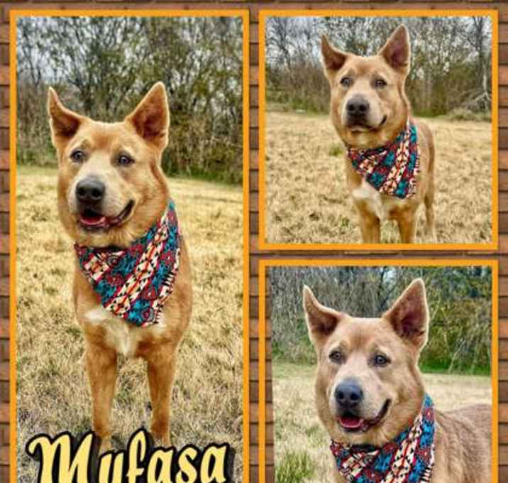 Photo of Mufasa