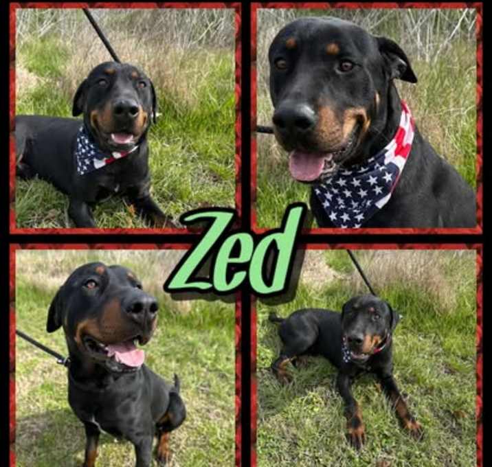 Photo of Zed