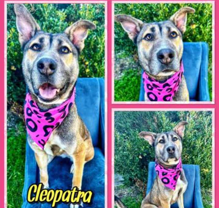 Photo of Cleopatra