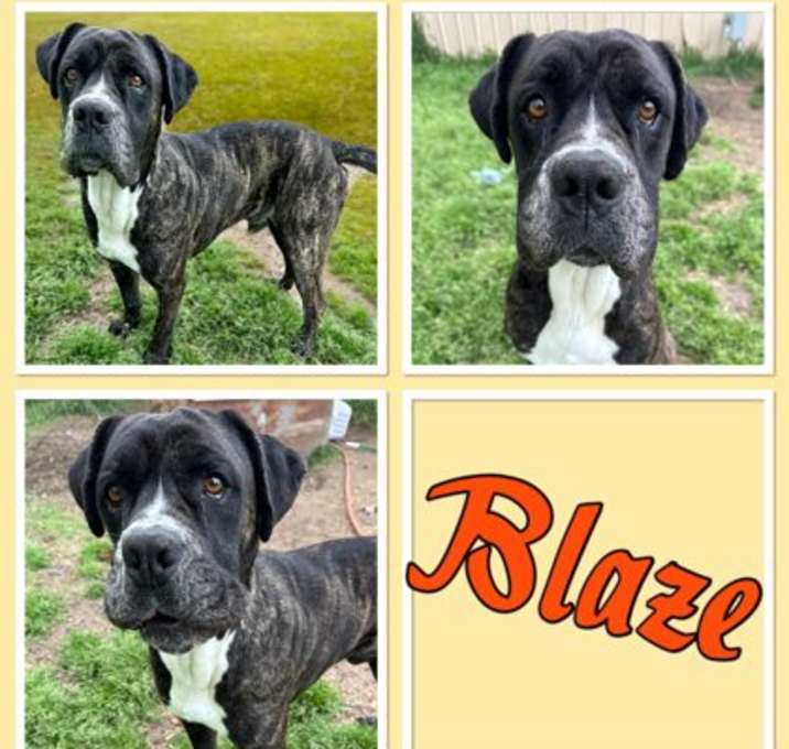 Photo of Blaze