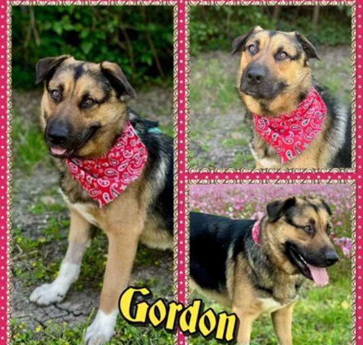 Photo of Gordon