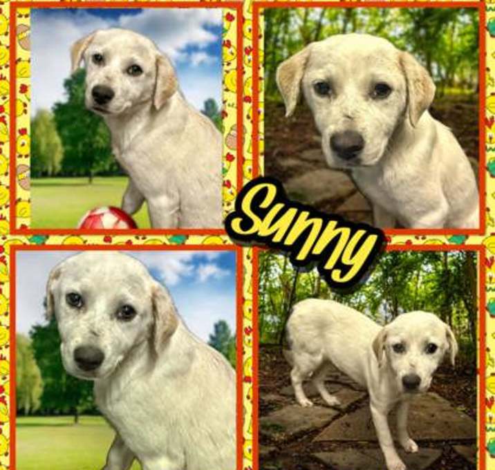 Photo of Sunny