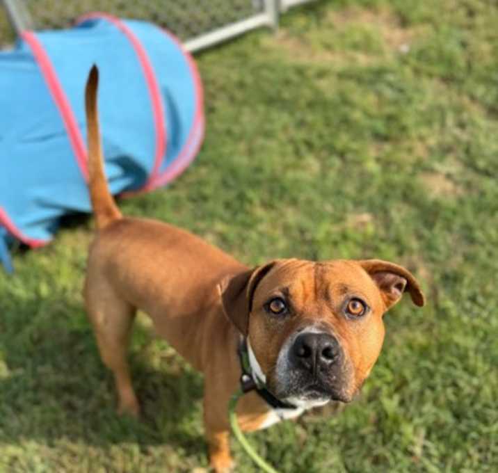 Photo of Repo (in foster)