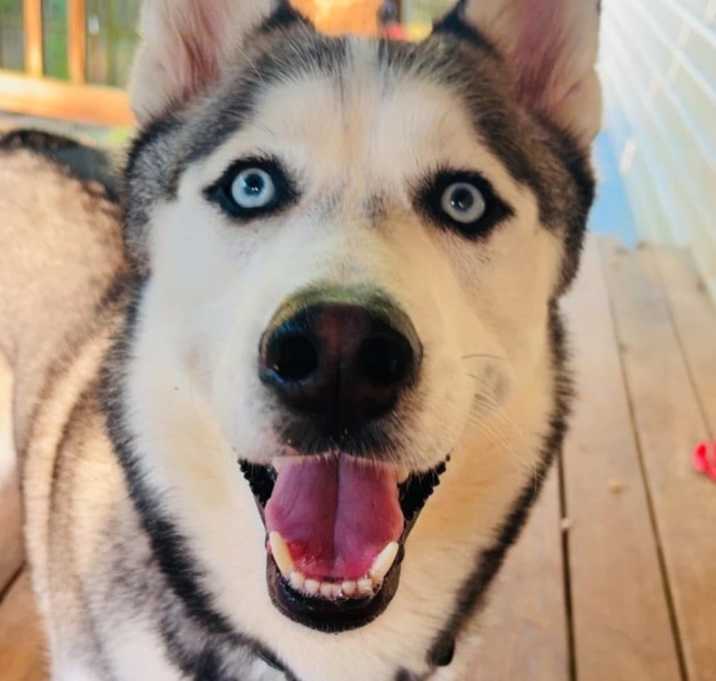 Photo of Cooper