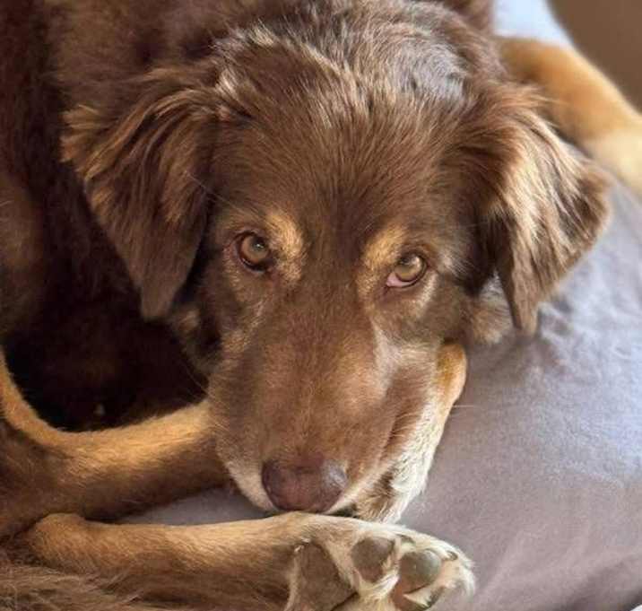 Photo of Molly
