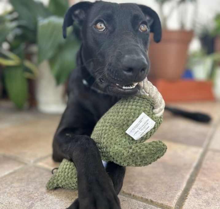 Photo of Shadow
