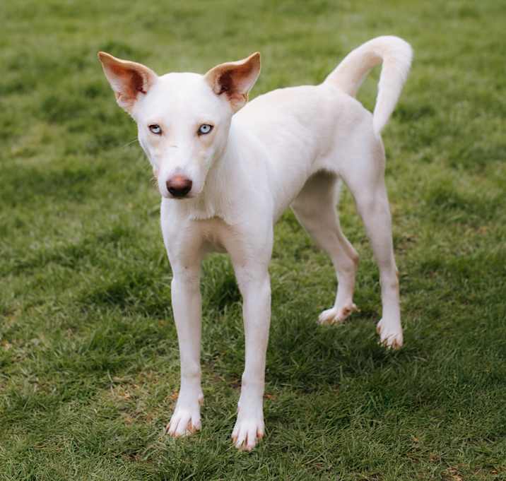 Photo of Azul
