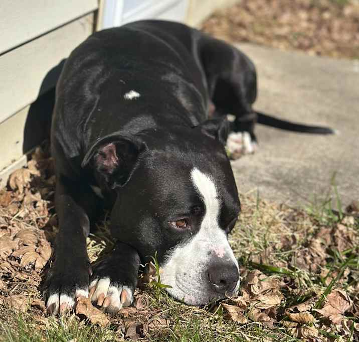 Photo of Ace