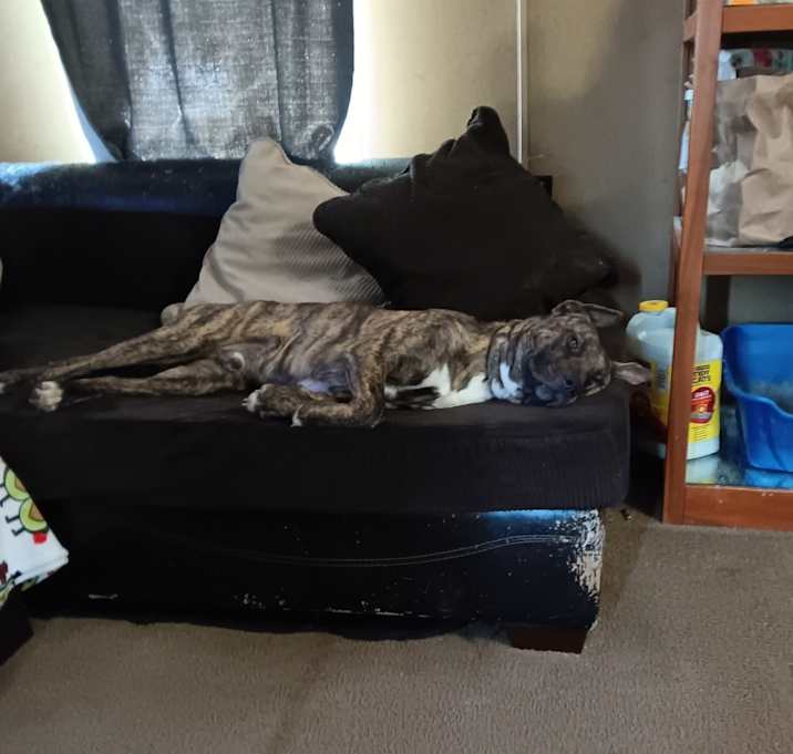 Photo of Buck