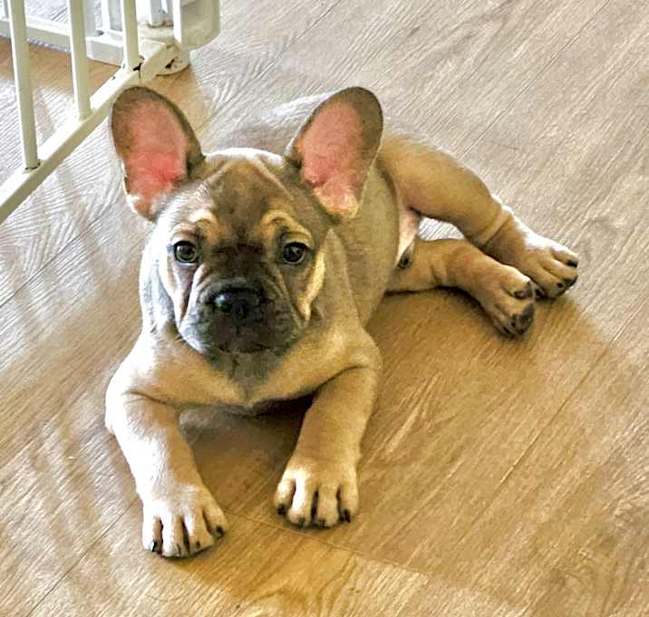 Photo of Widget