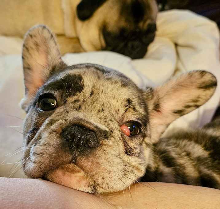 Photo of Willo