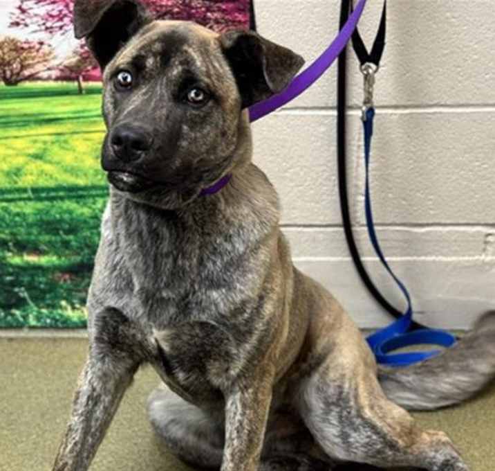 Photo of URGENT! SHELTER IS FULL