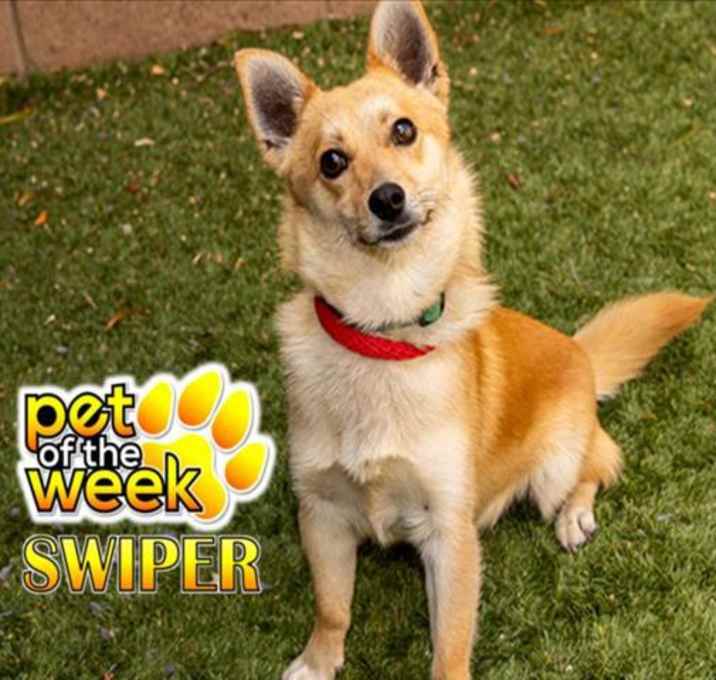 Photo of URGENT! SHELTER IS FULL
