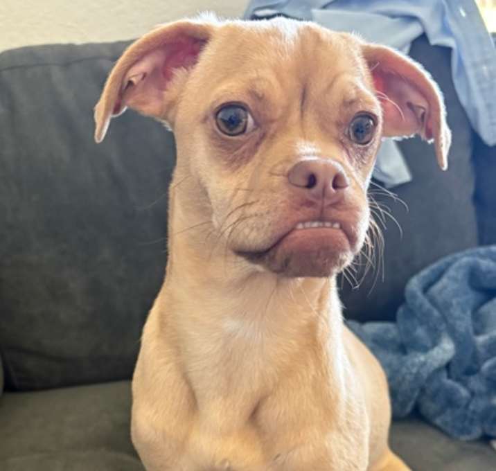 Photo of Pixie