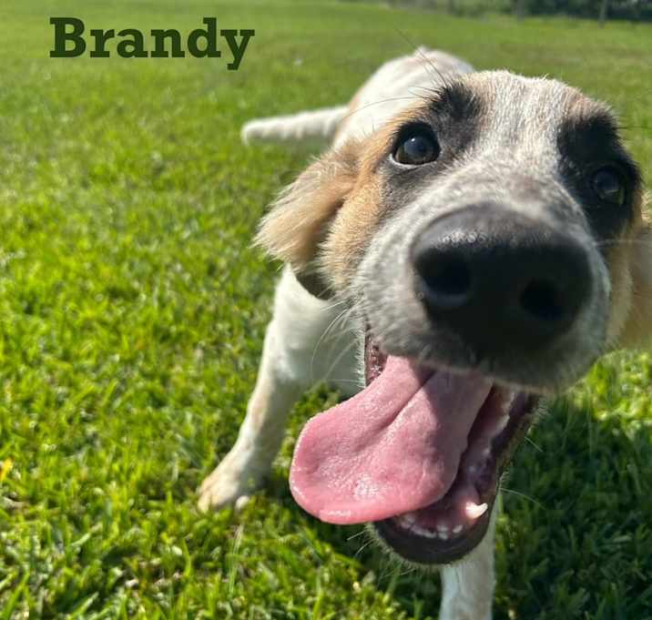 Photo of Brandy