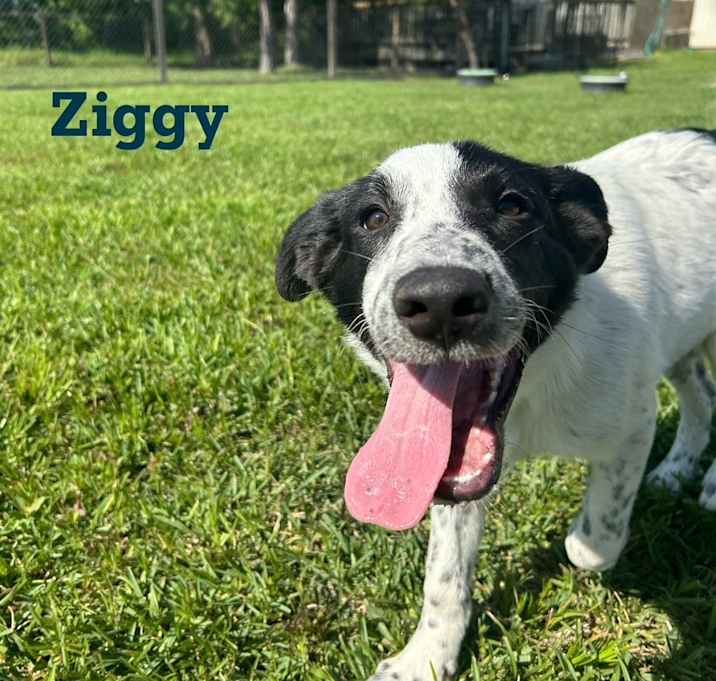 Photo of Ziggy