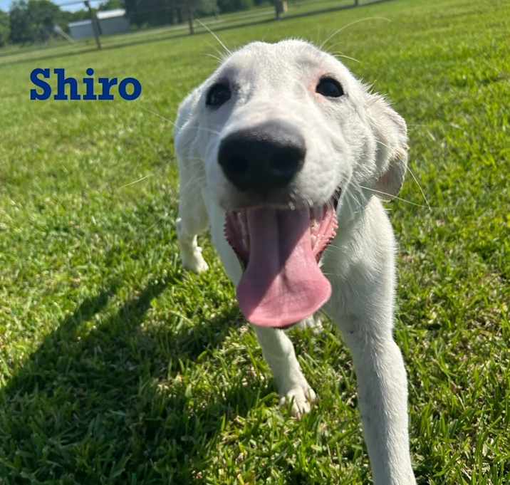 Photo of Shiro