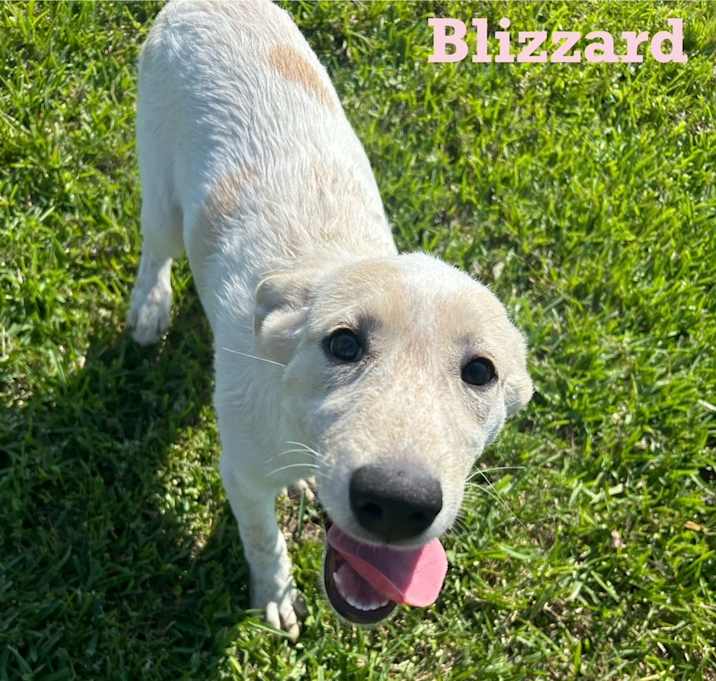 Photo of Blizzard