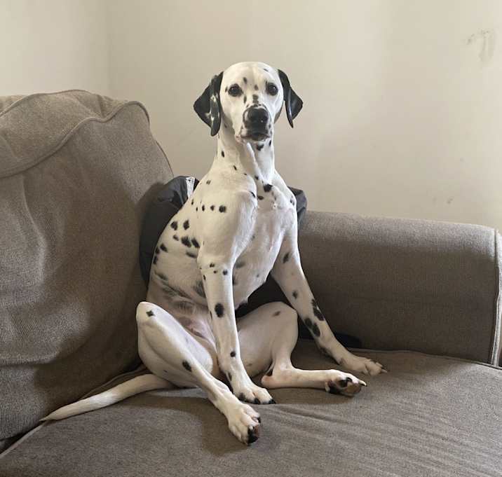 Photo of Cookie