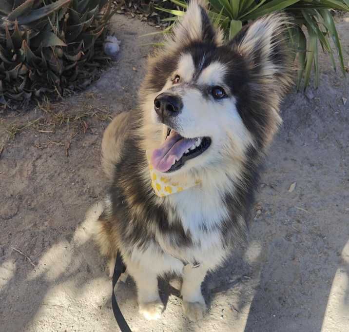 Photo of CRONOS 49 lbs