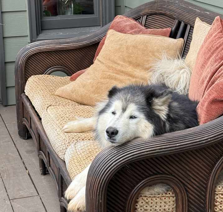 Photo of Rex