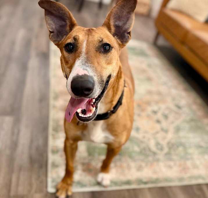 Photo of Molly Dolly loves bigger than her ears