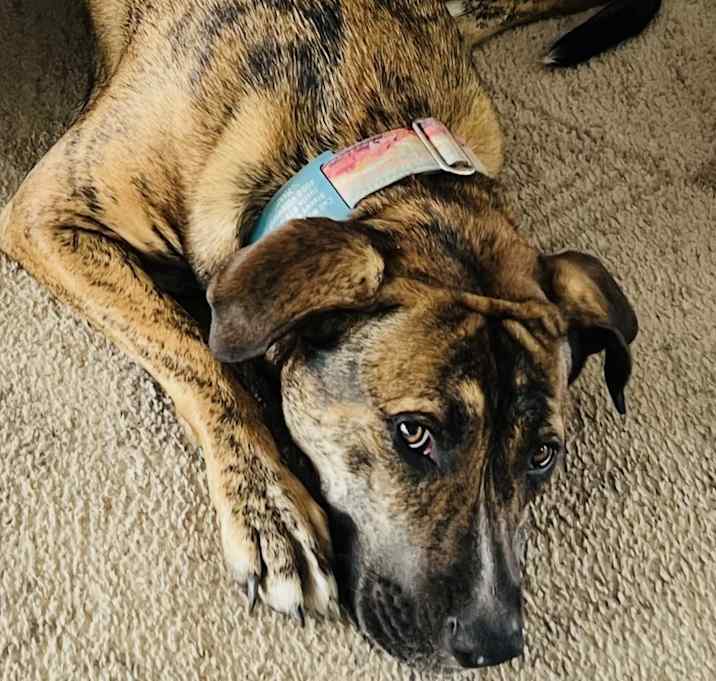 Photo of Lily