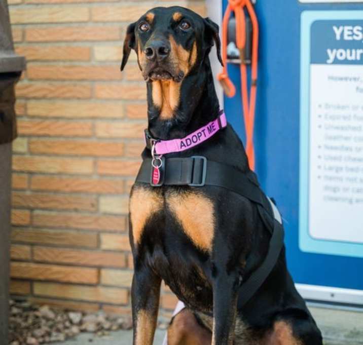 Photo of Gypsy