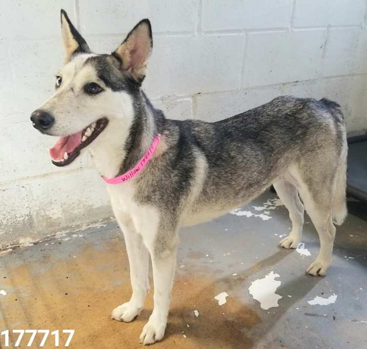 Photo of Willow