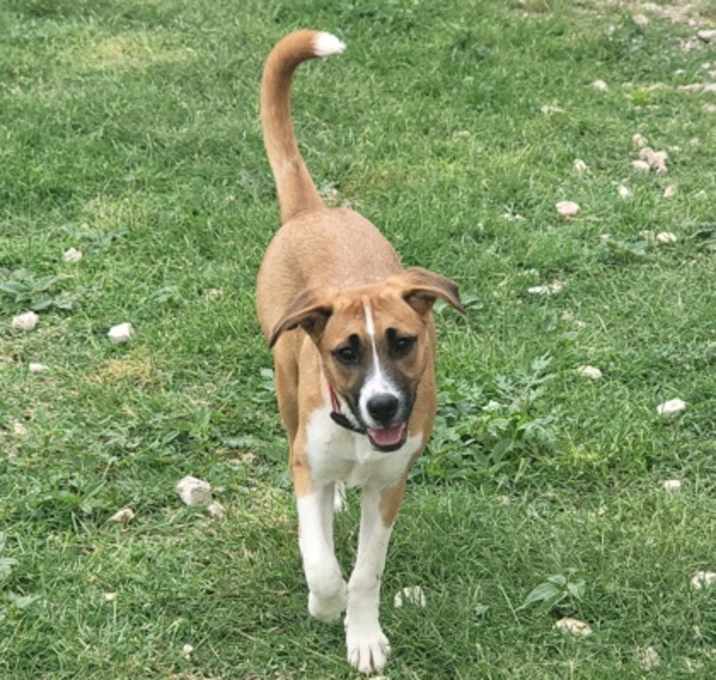 Photo of Maple
