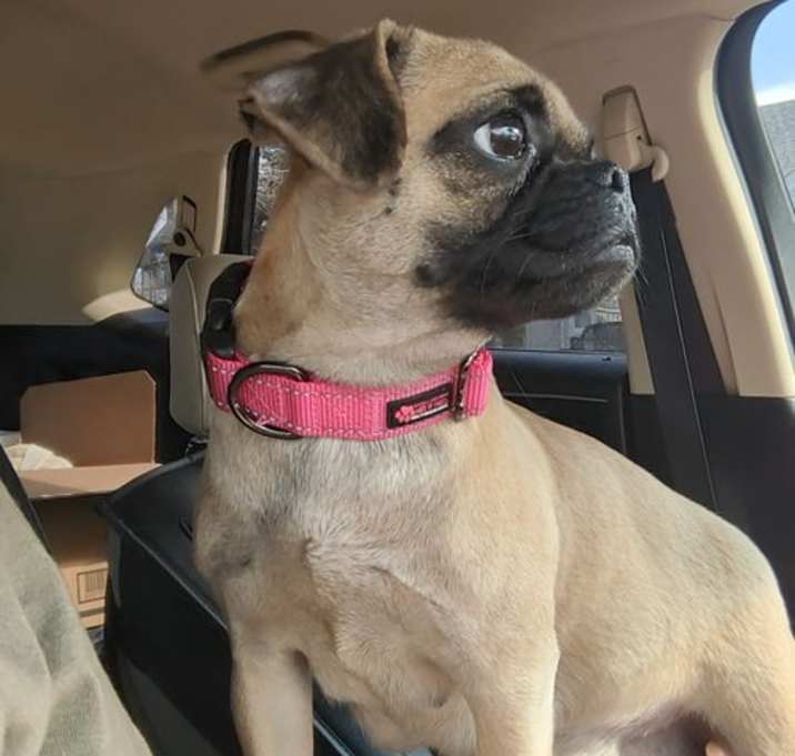 Photo of Pheobe