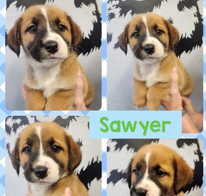 Photo of Sawyer