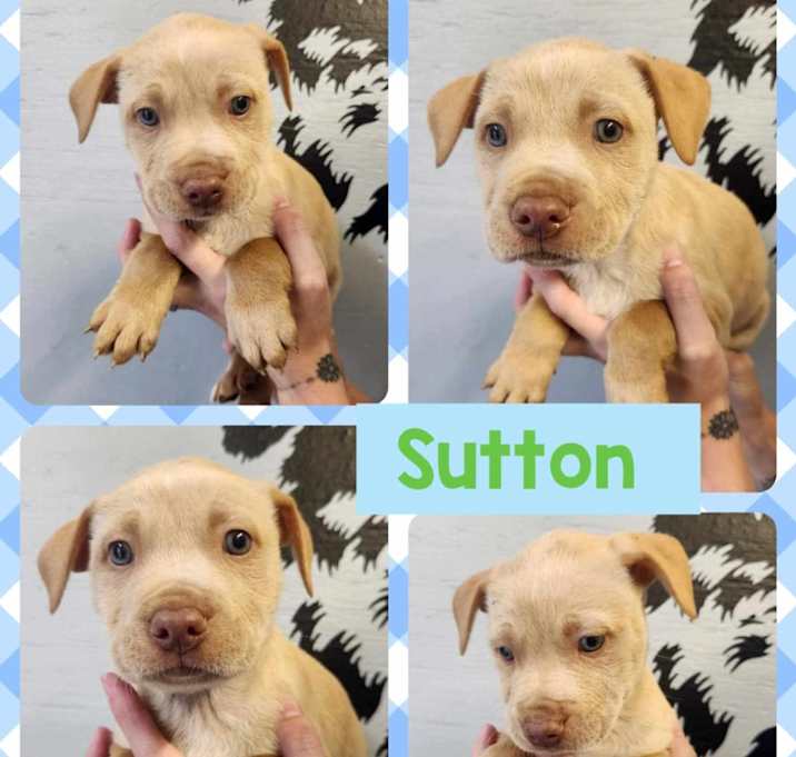 Photo of Sutton