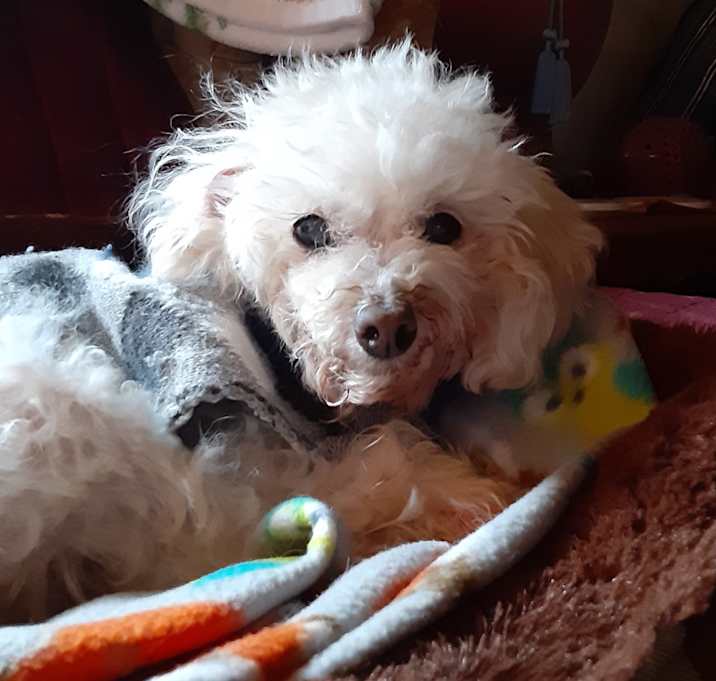Photo of Chance