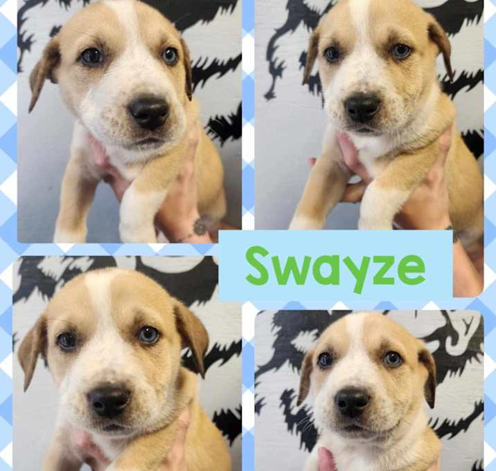 Photo of Swayze